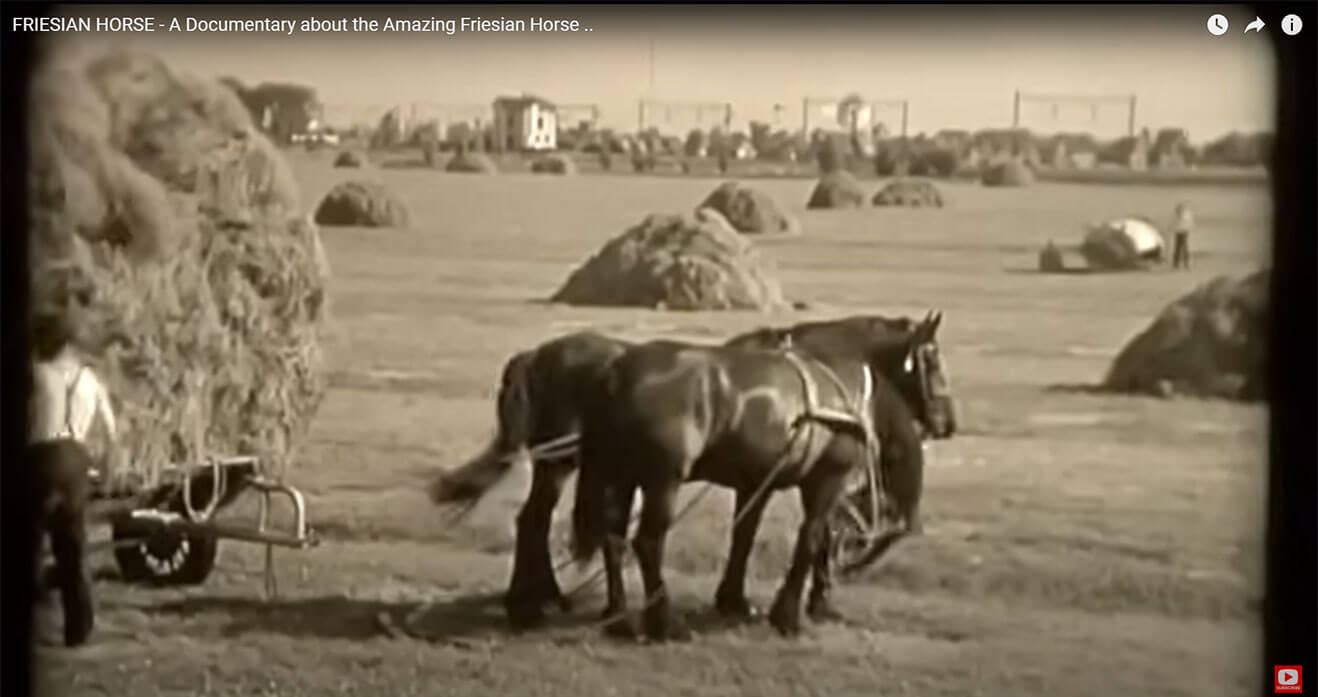 Friesian Horse Documentary 2