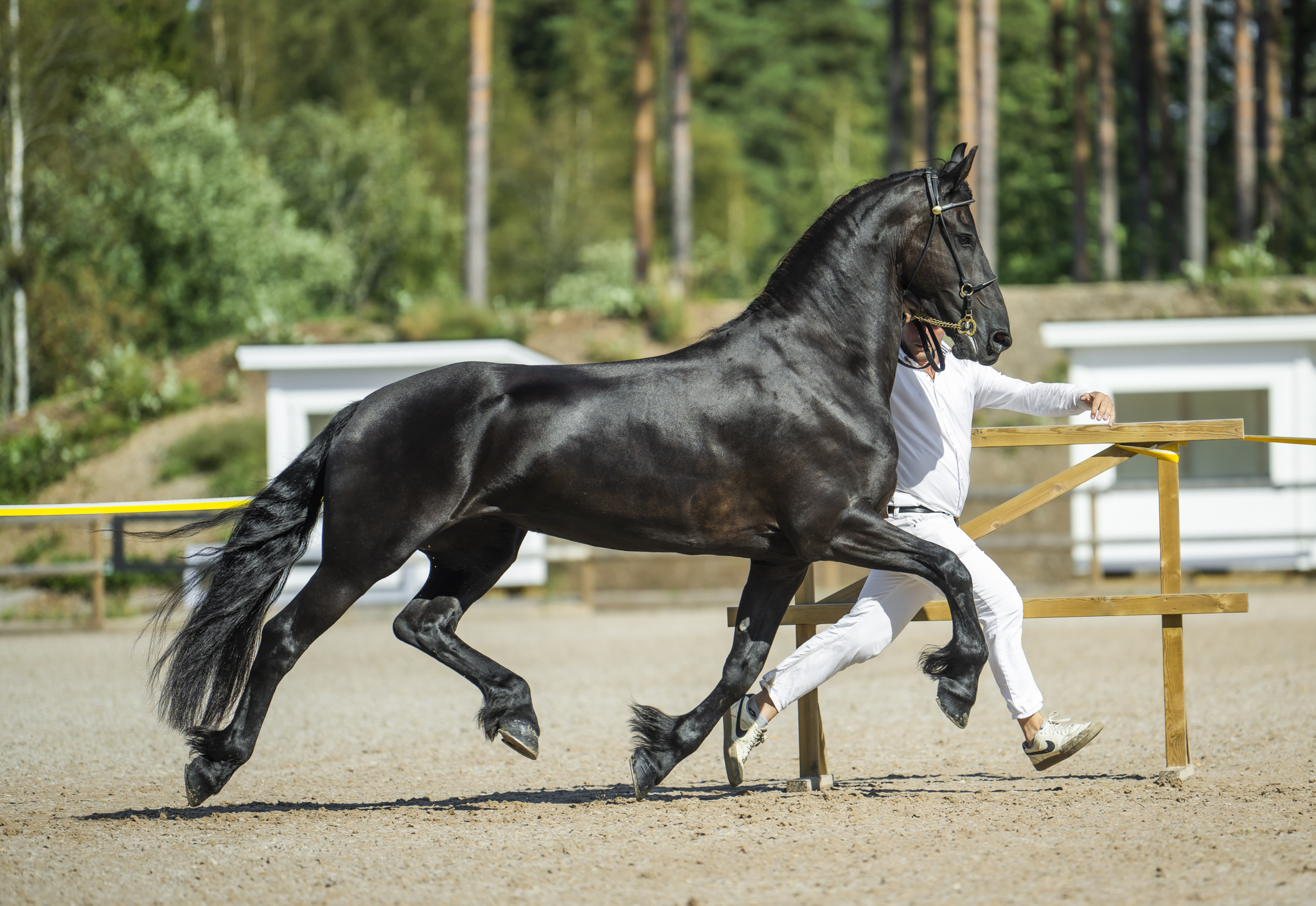 SFHF foto Jenna Vainionpää