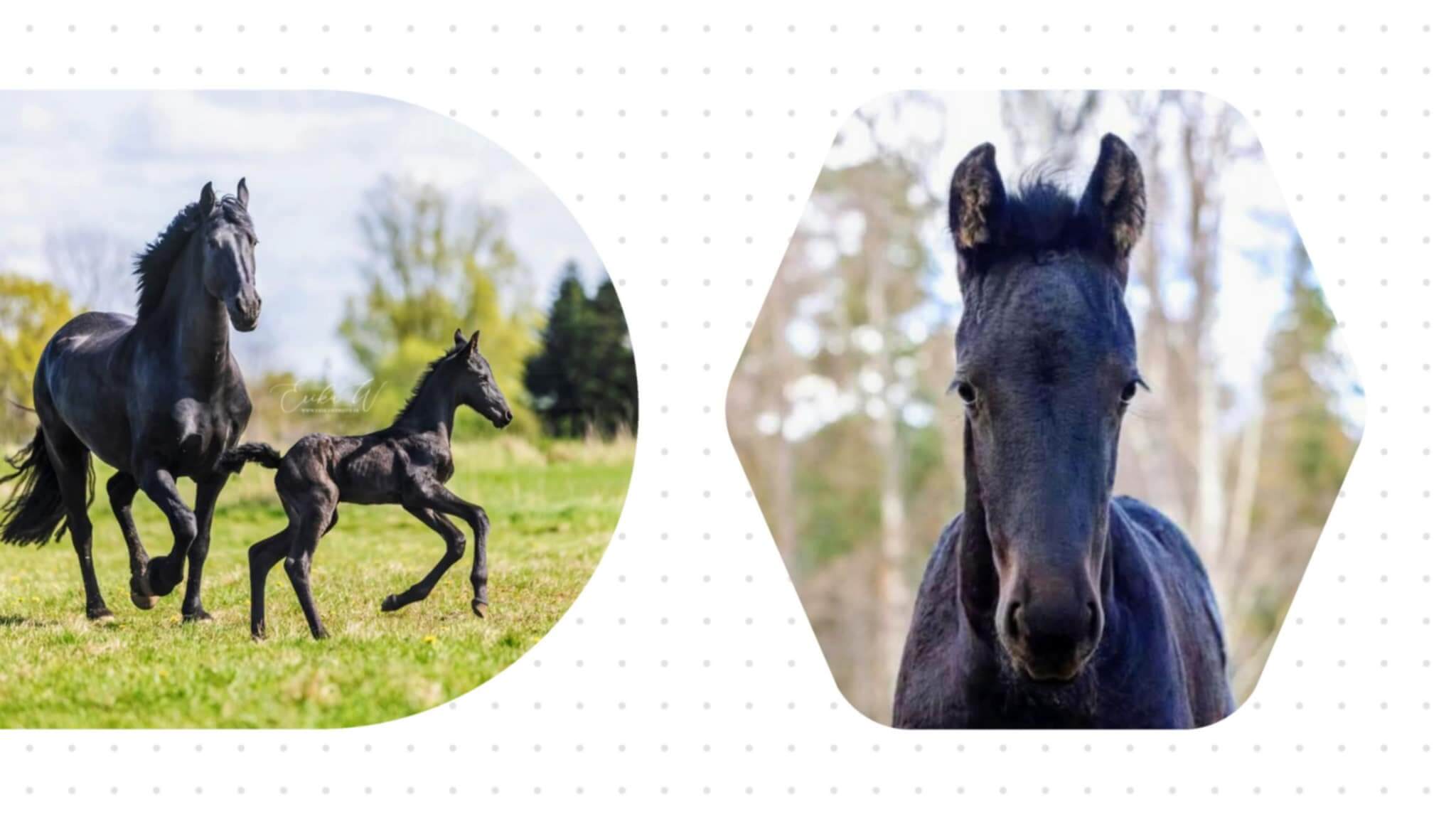 SFHF- Årets Fölbild 2025